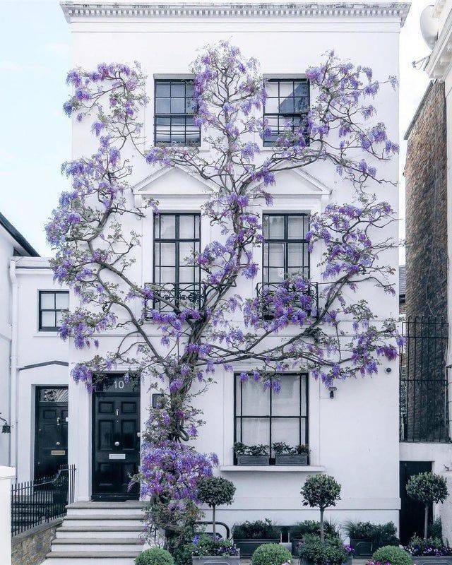 cool random pics - wisteria london - Ret 10