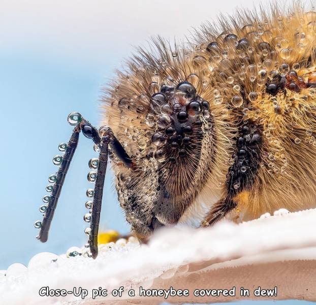 fun randoms - close up - CloseUp pic of a honeybee covered in dew!