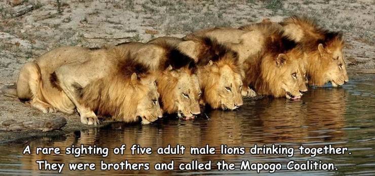 fun randoms - mapogo lion - A rare sighting of five adult male lions drinking together. They were brothers and called the Mapogo Coalition.
