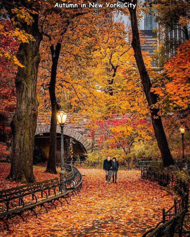 fun randoms - nature - Autumn in New York City