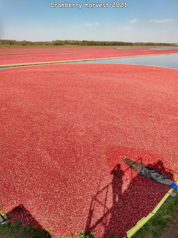 fun randoms - field - Cranberry harvest 2021
