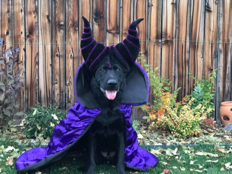cool random pics - maleficent dog costume
