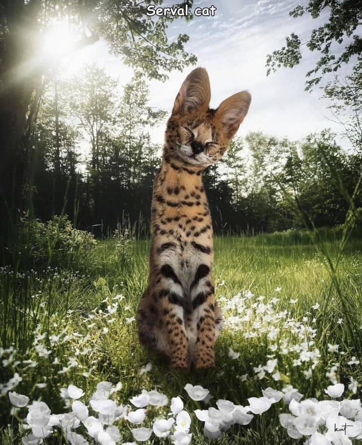 cool random pics - fauna - Serval cat kat