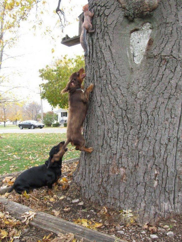cool random pics - dachshund chasing squirrels