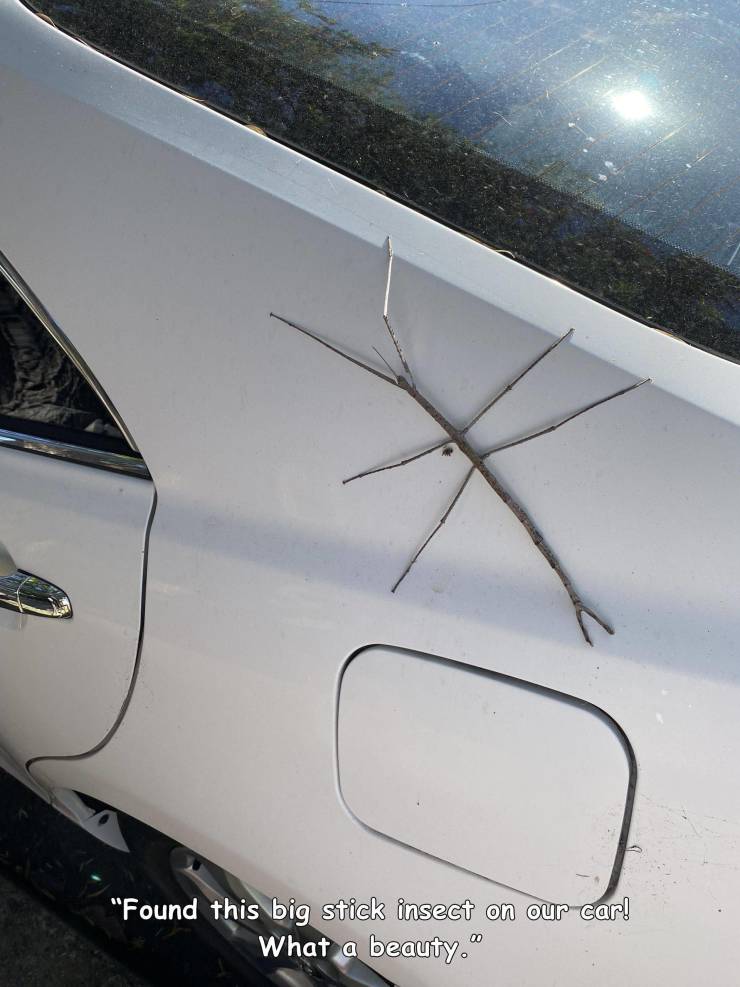 cool random pics - vehicle door - "Found this big stick insect on our car! What a beauty." 00