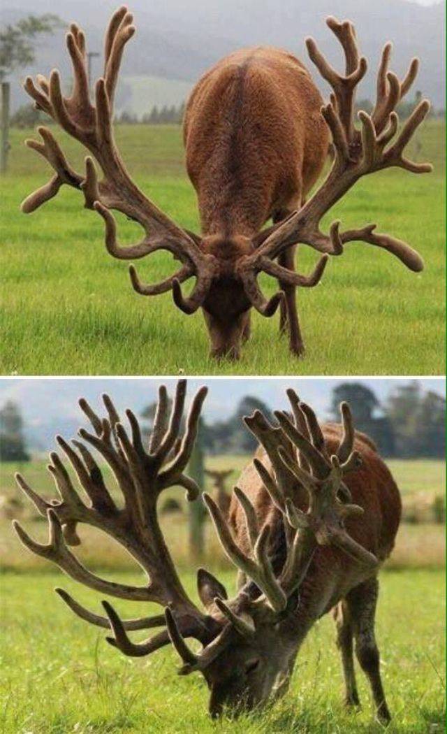 random pics - world record antlers