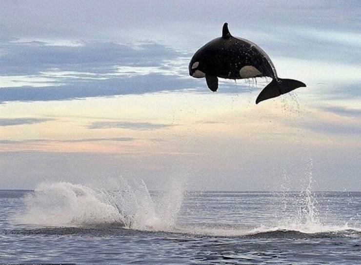 orca jumping clear out of water