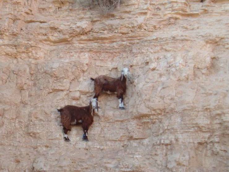 mountain goats defying gravity