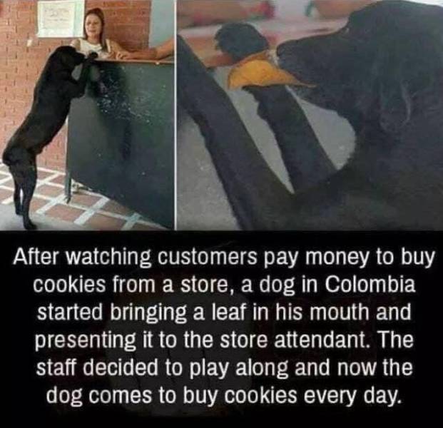 dog buying cookies with leaf - After watching customers pay money to buy cookies from a store, a dog in Colombia started bringing a leaf in his mouth and presenting it to the store attendant. The staff decided to play along and now the dog comes to buy co