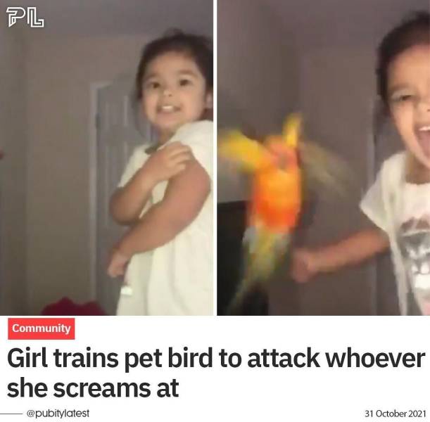 girl trains pet bird to attack whoever she screams at - Pl Community Girl trains pet bird to attack whoever she screams at