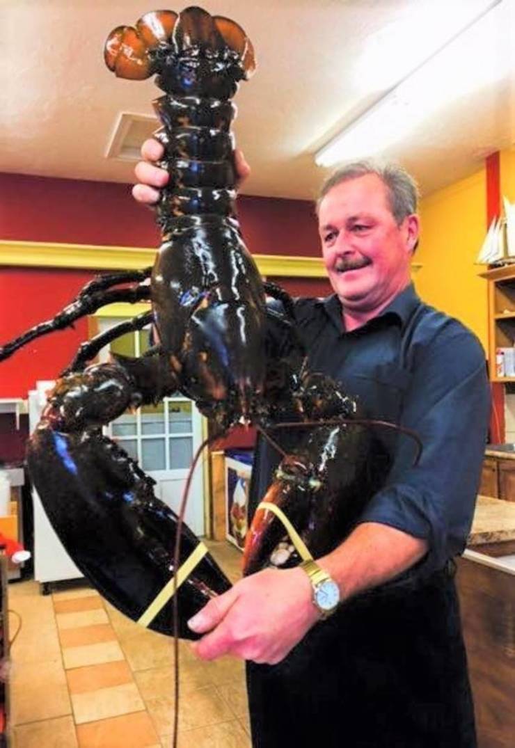king louis lobster