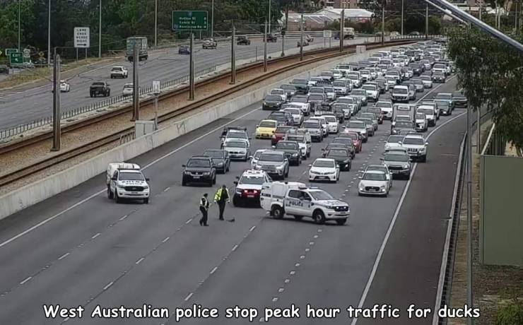 lane - Lere West Australian police stop peak hour traffic for ducks