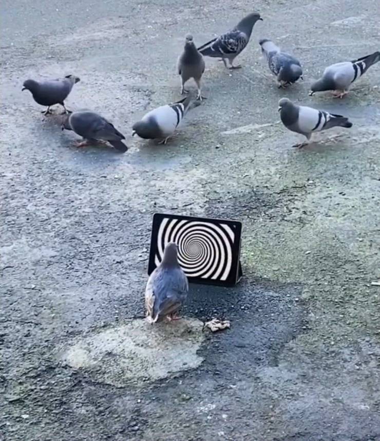 pigeon hypnotized gif