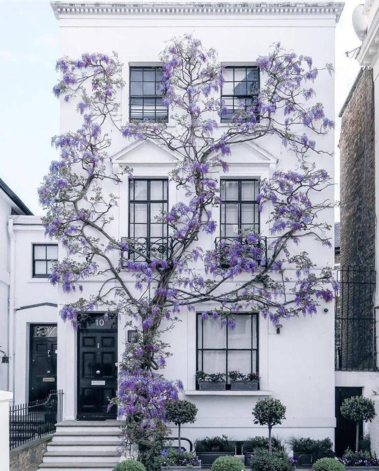 wisteria london - Ti mer In 10