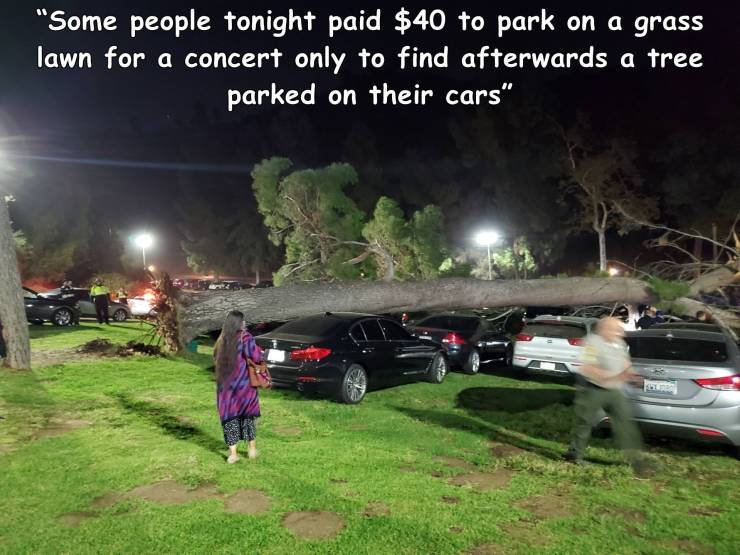 car - "Some people tonight paid $40 to park on a grass lawn for a concert only to find afterwards a tree parked on their cars"