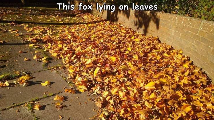 leaf - This fox lying on leaves