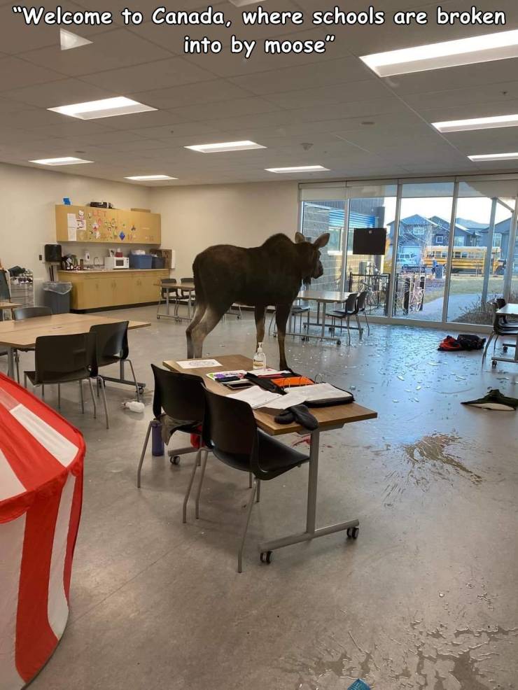 Sylvia Fedoruk School - "Welcome to Canada, where schools are broken into by moose"