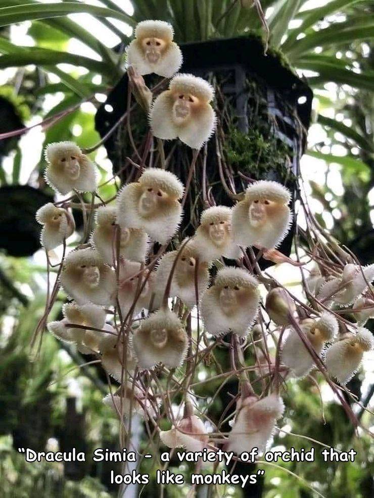 "Dracula Simia a variety of orchid that looks monkeys"