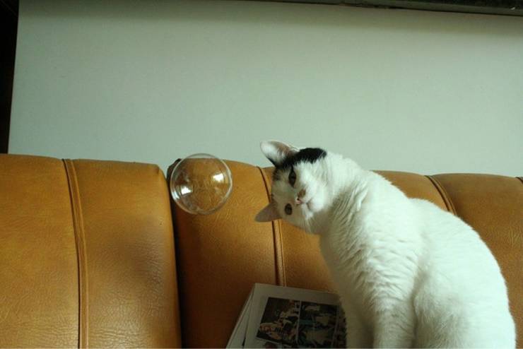 cat and a bubble