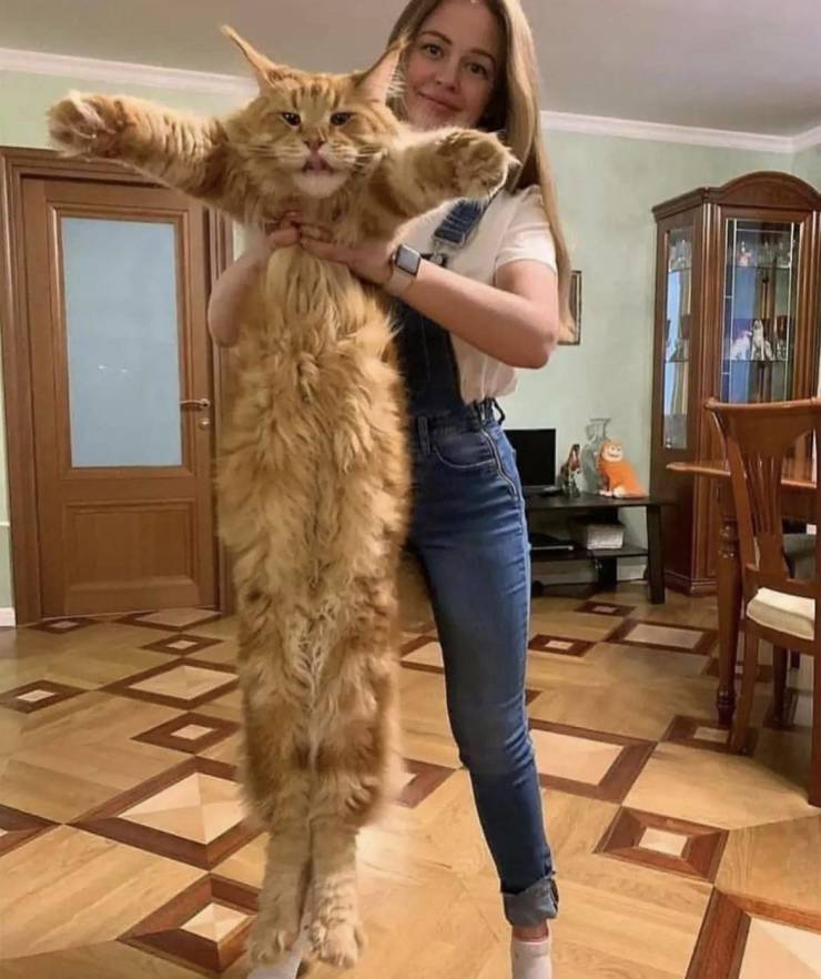 enormous cat