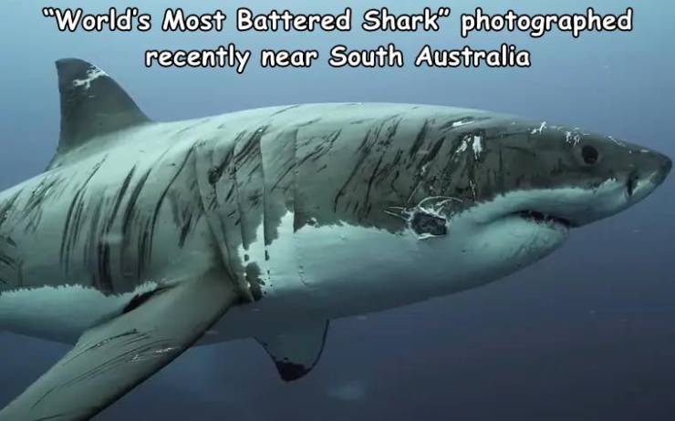 great white battle scars - World's Most Battered Sharka photographed recently near South Australia