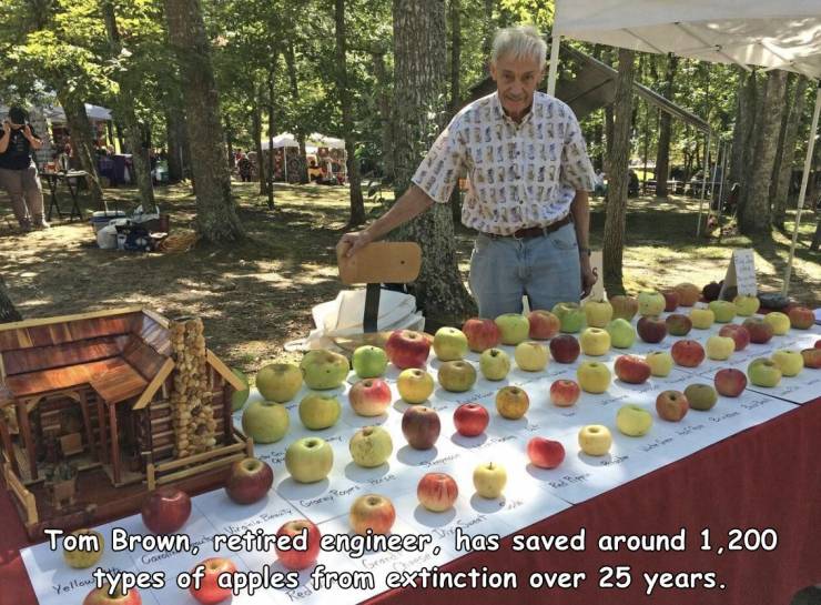 tom brown apples - Grer Tom Brown, retired engineer, has saved around 1,200 types of apples from extinction over 25 years. Yellow
