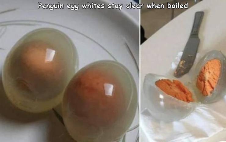 hard boiled penguin egg - Penguin egg whites stay clear when boiled