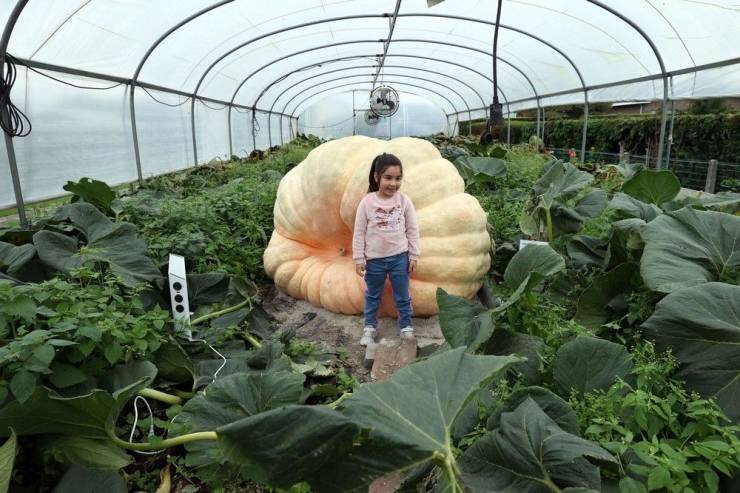 worlds largest pumpkin - 000