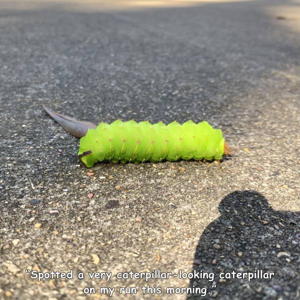 caterpillar - Spotted a very caterpillarlooking caterpillar on my run this morning