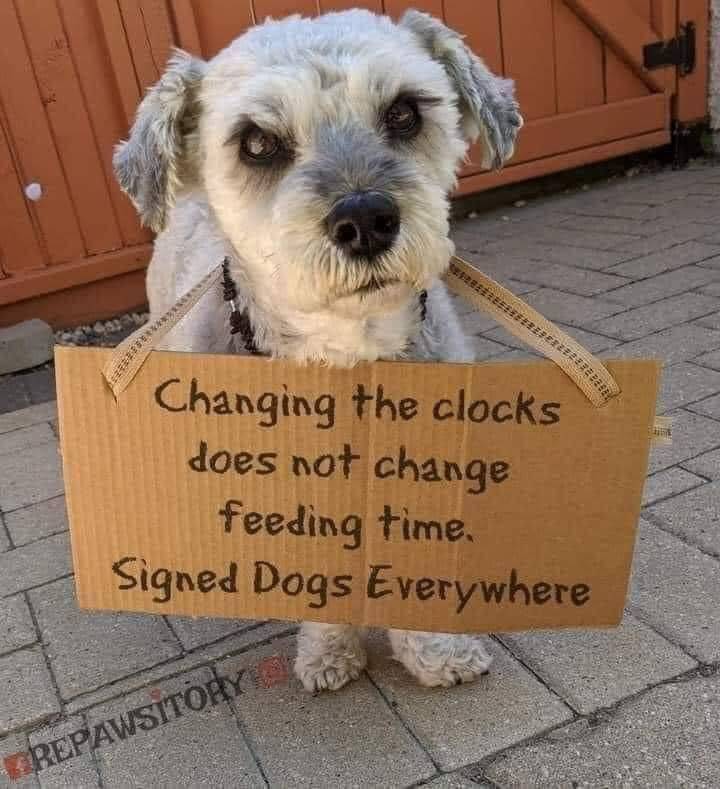 daylight savings dog meme - Berese Changing the clocks does not change feeding time Signed Dogs Everywhere Repawsitory