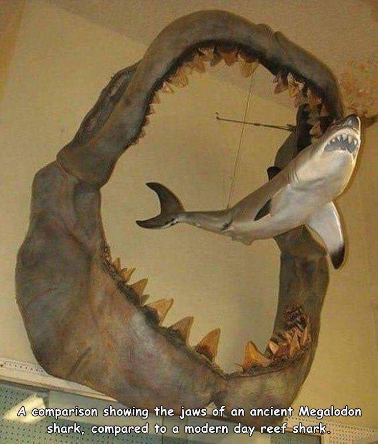 funny random photos - megalodon jaws - A comparison showing the jaws of an ancient Megalodon shark, compared to a modern day reef shark.