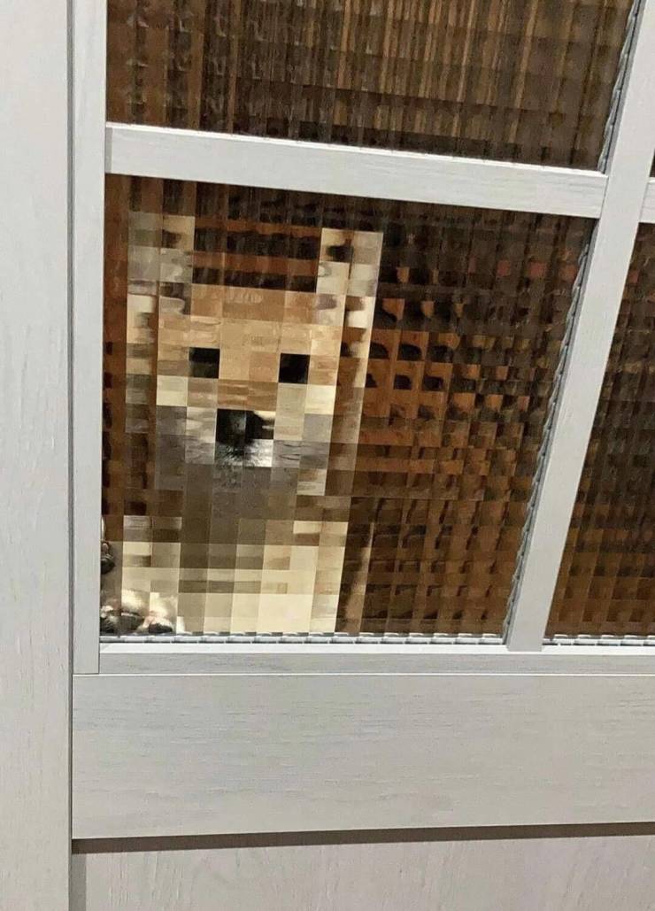 funny random photos - pixelated glass dog