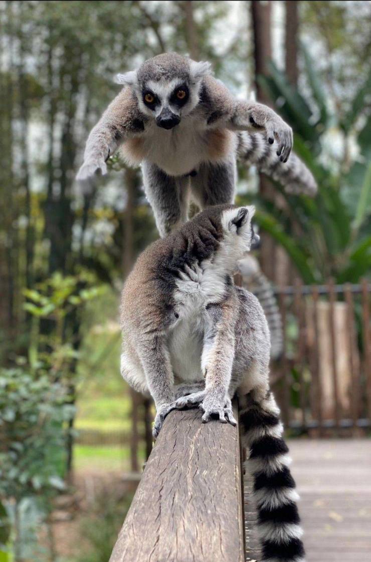 funny random photos - lemur