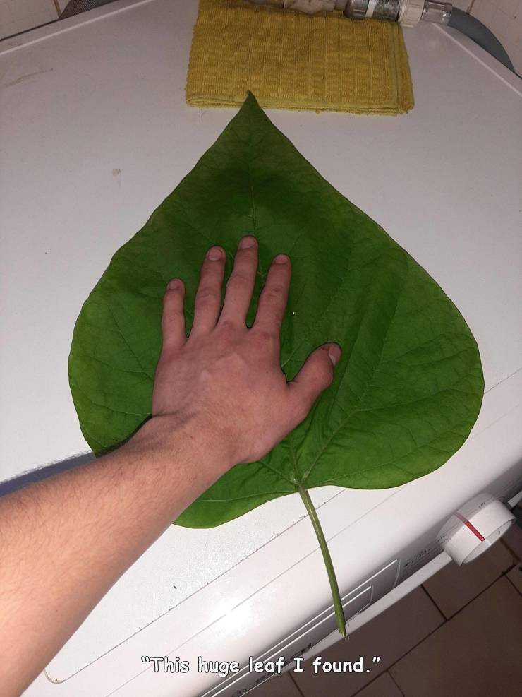 funny random photos - leaf - This huge leaf I found."
