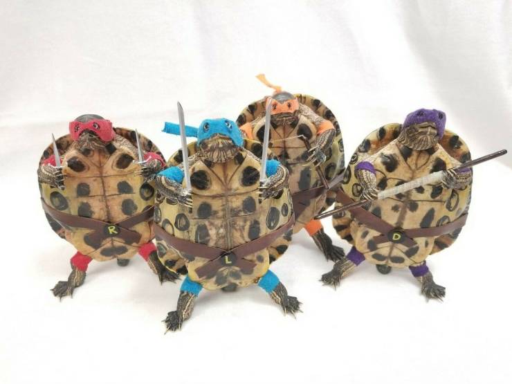 tortoise - R