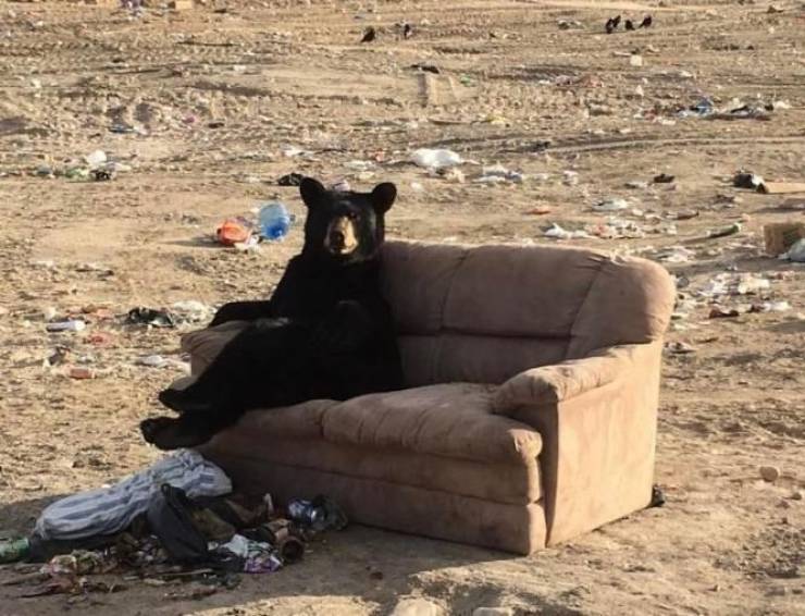 random pics - bear on couch