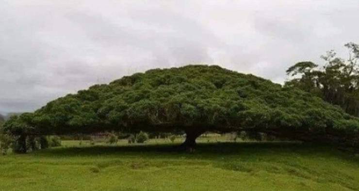 random pics - costa rica wide tree