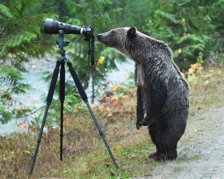 random pics - grizzly bear photography