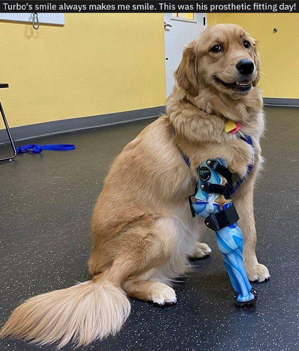 random pics - dog - Turbo's smile always makes me smile. This was his prosthetic fitting day! D