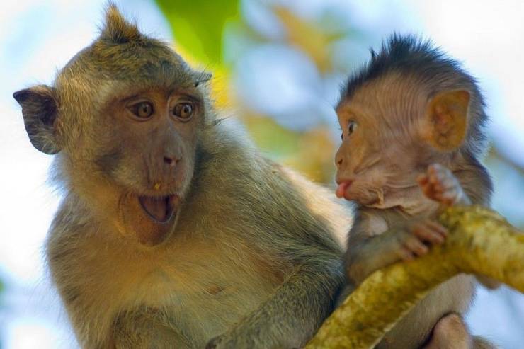 mommy monkey and baby - Co