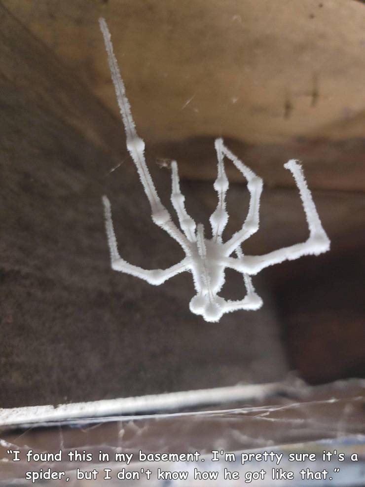 antler - "I found this in my basement. I'm pretty sure it's a spider, but I don't know how he got that."