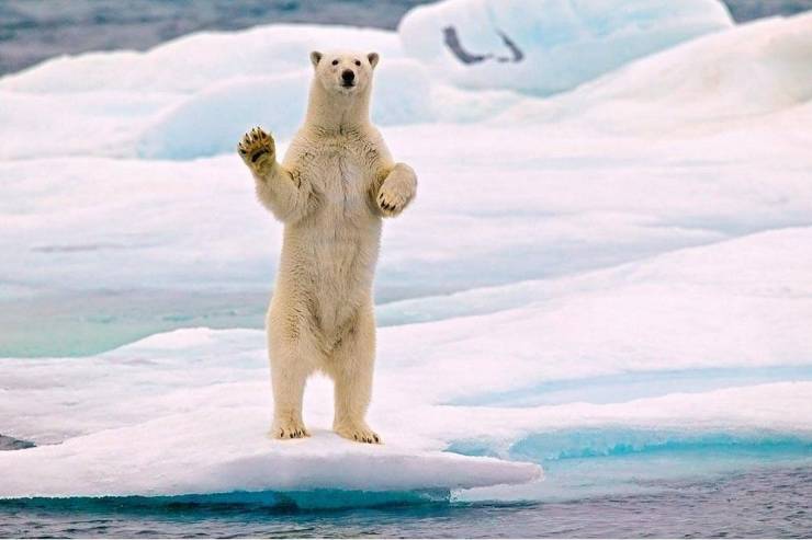 funny photos - fun randoms - polar bear waving