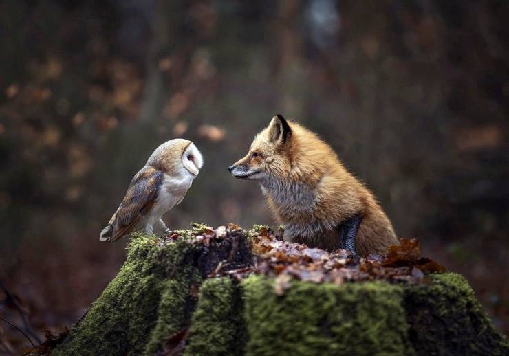 funny photos - fun randoms - fox owl