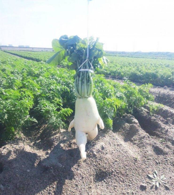 funny random photos - vegetable that looks like human