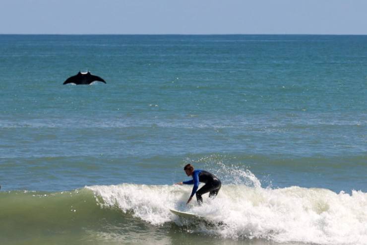 funny random pics - florida surfer manta ray