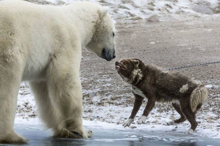 funny random pics - dog vs polar bear