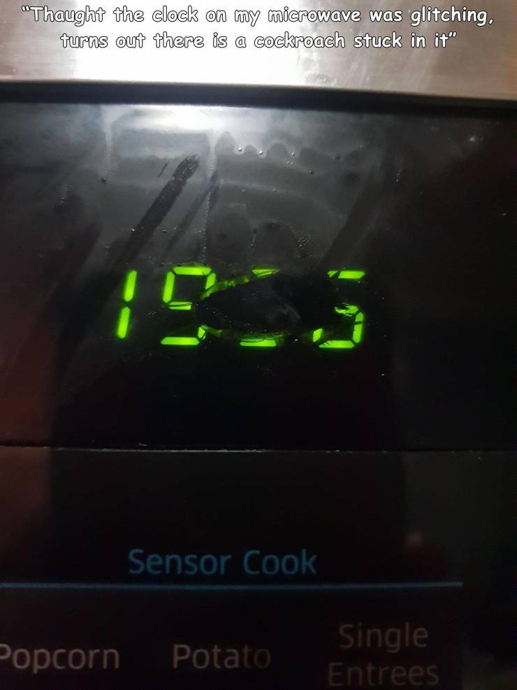 funny random pics - display device - "Thaught the clock on my microwave was glitching. turns out there is a cockroach stuck in it" 123 Sensor Cook Popcorn Potato Single Entrees