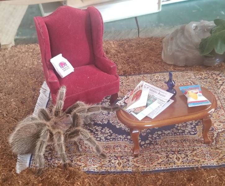 monday morning randomness - furniture in tarantula enclosure