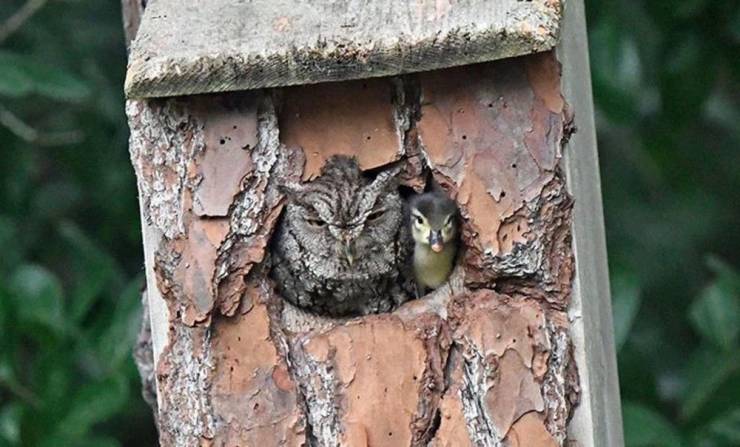 monday morning randomness - owl and duckling