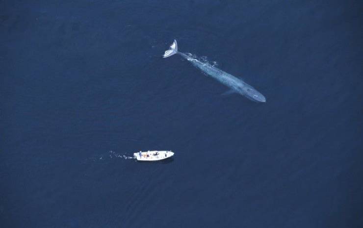 fun randoms - largest blue whale ever